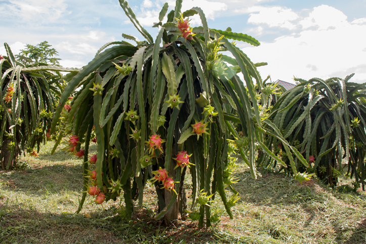 pitahaya cactusvrucht